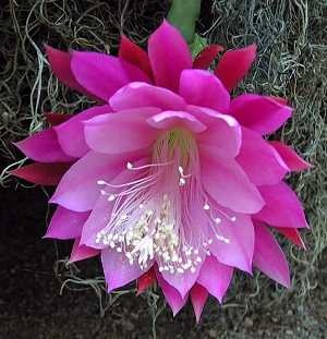 Heliocereus speciosus – night-blooming cactus flower (also known as “Queen of the Night”)