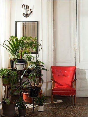 The 25 Best Indoor Plants