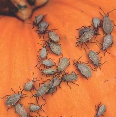 How to get rid of squash bugs and companion plants to discourage them.