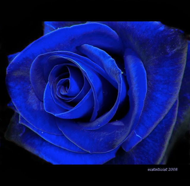 A House Romance: Interiors Of Deep Blue