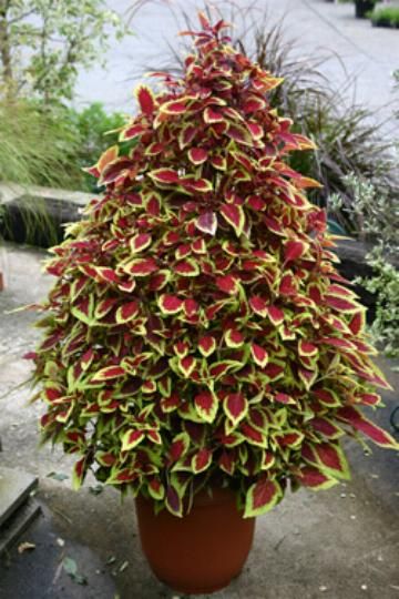 Good article on Coleus (my new favorite for containers) including care, how to take cuttings in the fall and grow indoors over the winter, shaping
