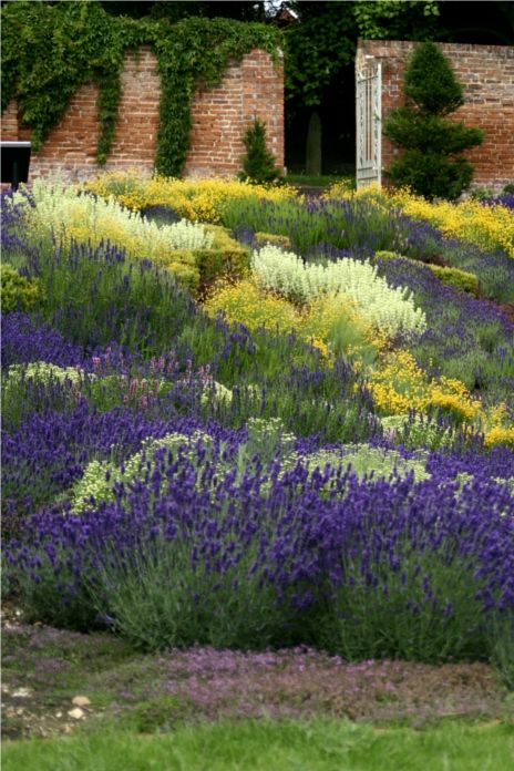 Only six plants… planted in drifts with sun-loving, drought-loving perennials.