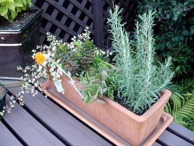 Container Flower Gardening Ideas: Succulents