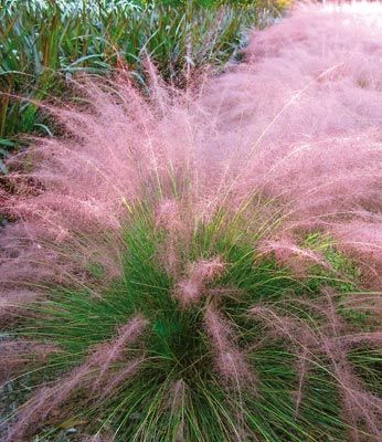 Cotton Candy Grass – Withstands heat, humidity, poor soil and even drought. Very easy to grow, it reaches a mature height of 3-4 feet tall and gets 3-4 feet wide. Grows in all U.S zones.