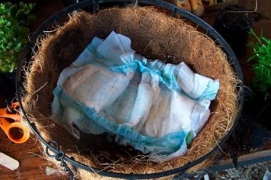 The trick to amazing potted plants – diapers.