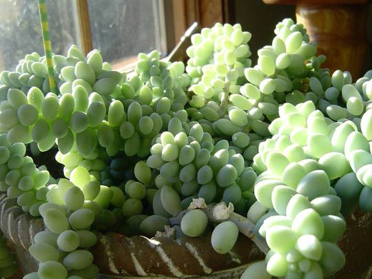 donkey’s tail. list of the ten best succulents!