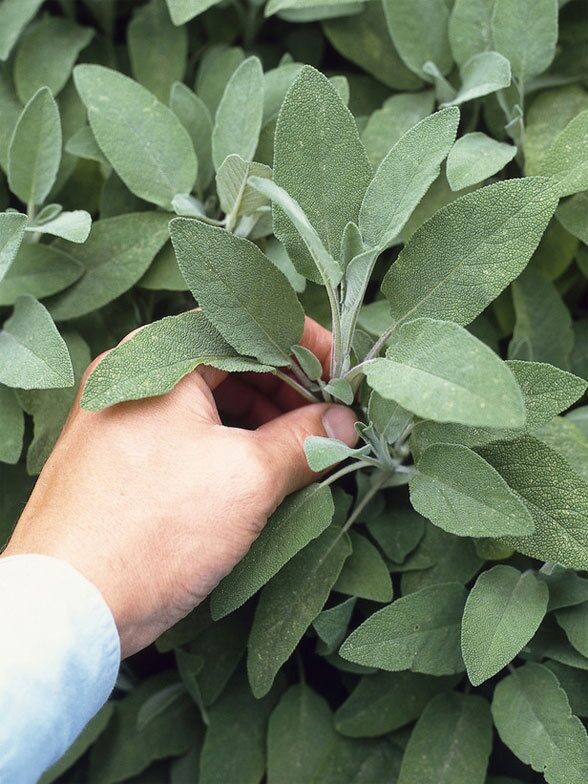 Out to Dry: How to Preserve Your Garden Herbs
