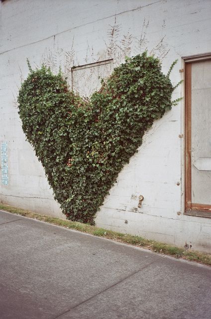 Ivy