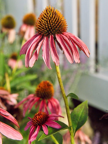 Purple Coneflower. One of my faces.