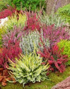 Heather Collection – Pack of 12 Heathers – Winter Hardy Evergreen Plants