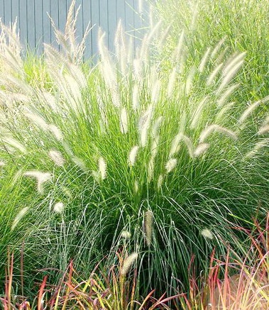 Fountain Grass