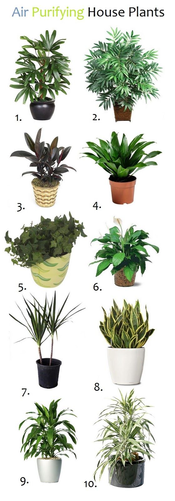 10 Air Purifying House Plants:  1.Lady palm (Rhapis excels) 2.Bamboo palm (Chamaedorea seifrizii)  3.Rubber plant (Ficus robusta) 4.Janet Craig (Dracaena deremensis)  5.English ivy (Hedera helix) 6.Peace lily (Spathiphyllum sp.) 7.Red-Edged Dracaena (marginata)  8.Snake Plant (Sansevieria trifasciata) 9.Dracaena deremensis (Janet Craig)  10.Warneck dracaena deremensis (Warneckii)