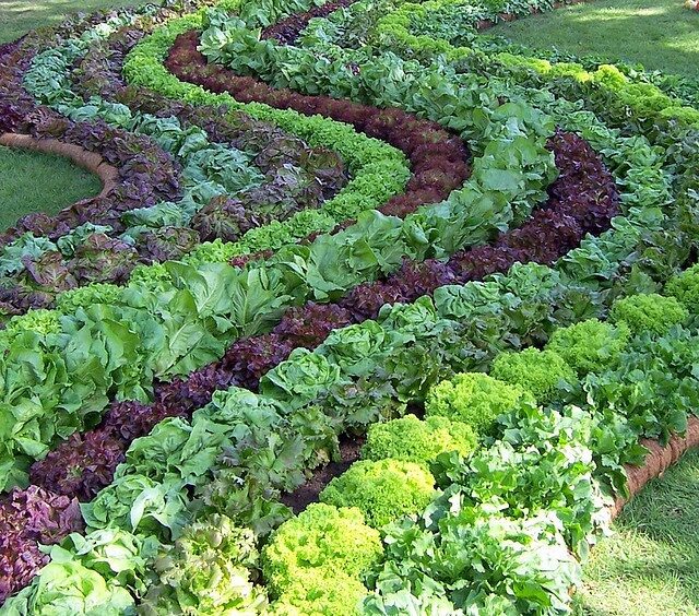 Vegetables. Beautiful planting.