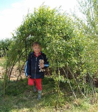 Instructions to show how easy it is to make a simple living willow structure