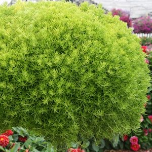Sedum rupestre ‘Lemon Coral’ | From Garden Crossings