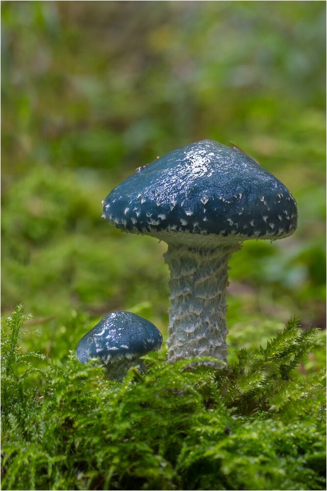 Stropharia Aeruginosa, commonly known as the Verdigris Agaric ~ By -Pic-ArT-