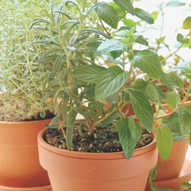 These 10 herbs are excellent for growing indoors during the winter months!