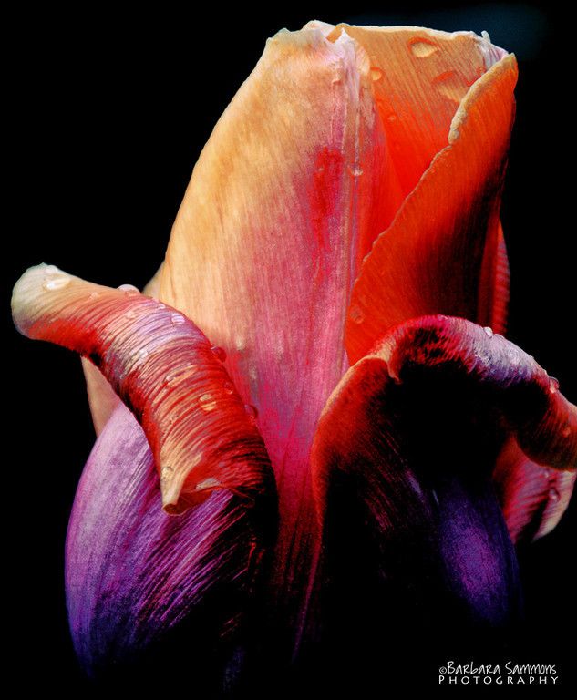 Nature Photography – Barbara Sammons