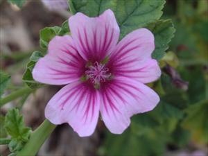 Malva sylvestris Zebrina | Walters Gardens, Inc.