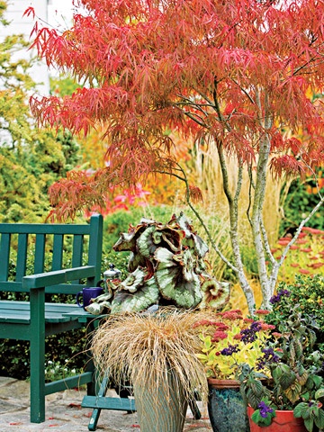Check out 20 Favorite Small Trees You Can Plant Like This Colorful Japanese Maple!