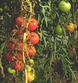 10 Common tomato plant problems