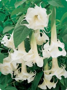 White Angel Trumpets