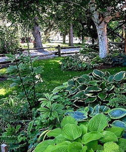 Soil Improvement Tips for Shade Gardens