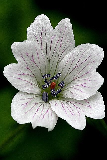 geranium