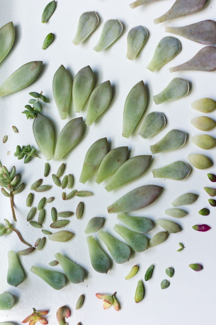 Propagating Succulents from Leaves