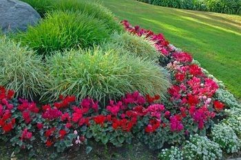 List of low maintenance ground cover plants and landscaping plants