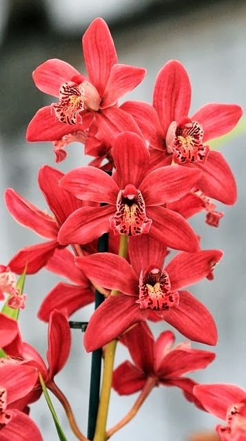 Red Cymbidium
