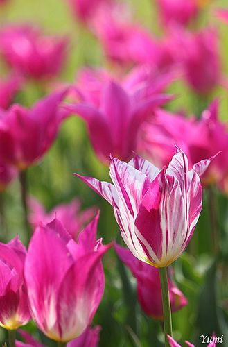 pink tulips