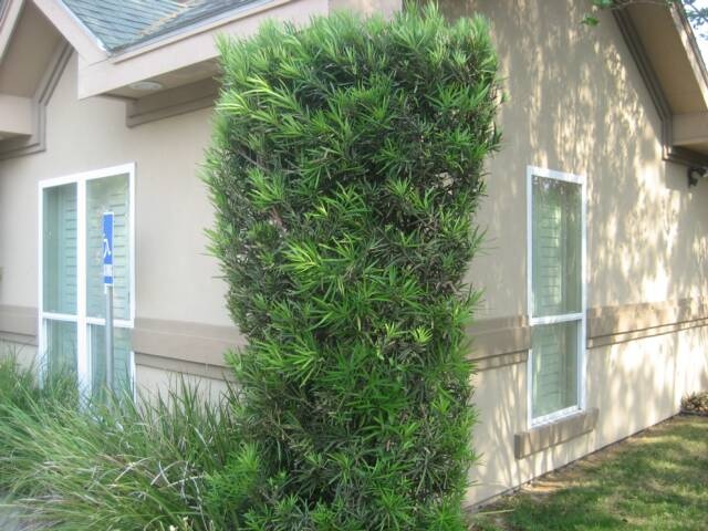 japanese yew shrub photos | Japanese Yew