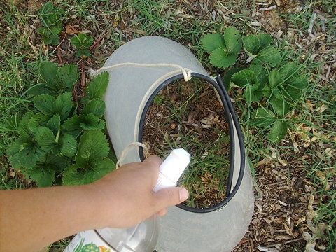 2 c vinegar, 1T liquid soap, 1Tsalt….will kill anything!  DO NOT USE ROUNDUP.
