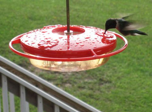 Hummingbird nectar recipe