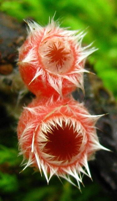 Pink-fringed Fairy-cups: ‘Microstoma floccosum’
