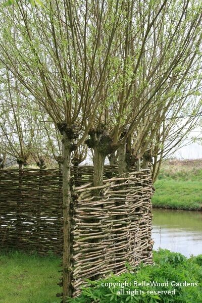 Here’s a “grow-your-own fence” – the pollarded willows not only supply the withes, they’re also the fence posts at Appeltern Gardens — BelleWood-Gardens – Diary