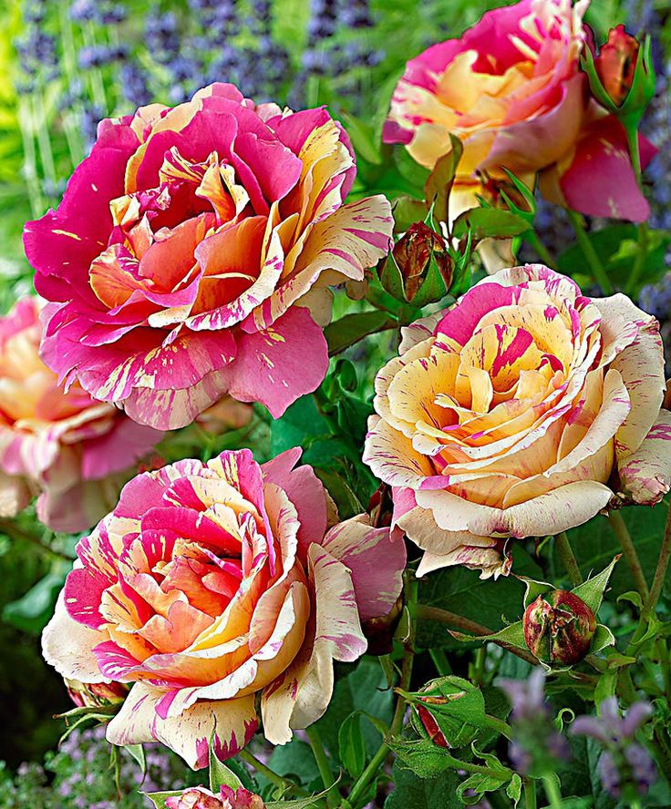 Rosa ‘Candy Stripe’
