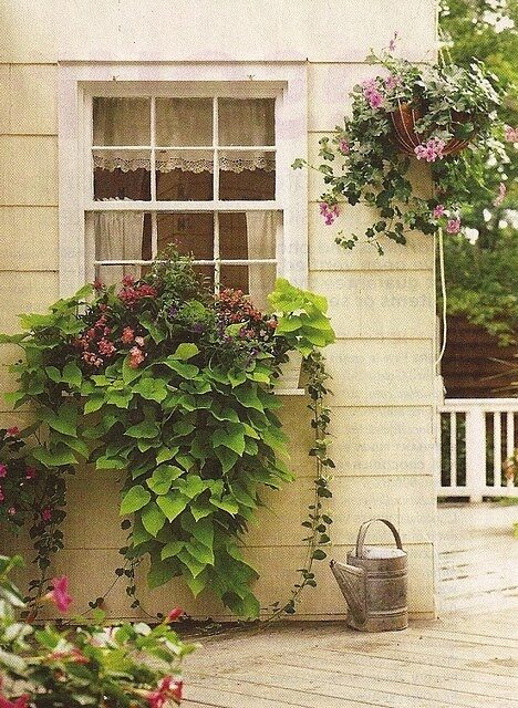 Love sweet potato vine!