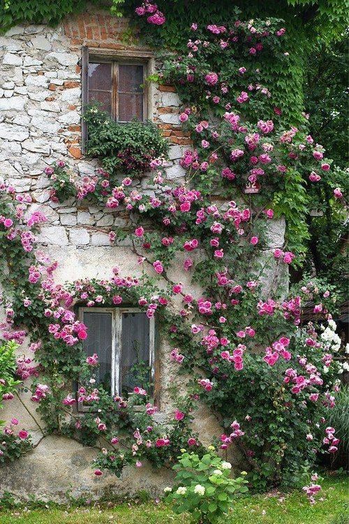 Just beautiful climbing roses… (500×750)