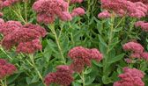 Slideshow: Sedums to Know and Grow