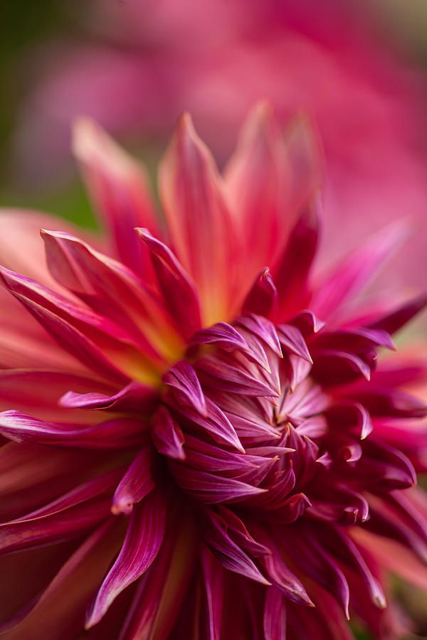 Red Dahlia Radiance by Mike Reid
