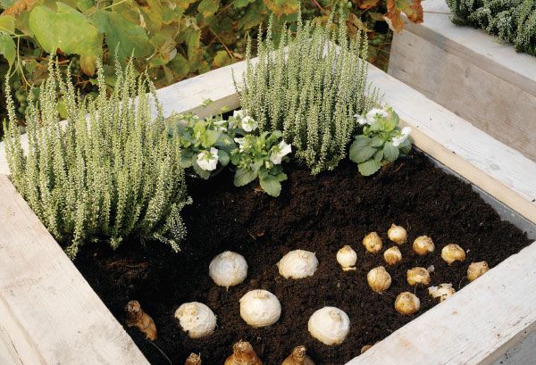 Fall is for planting! Get your yard ready for spring with these tips.