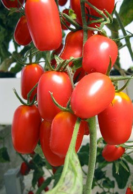 Indoor Gardening – Growing Indoors
