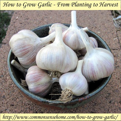 How to Grow Garlic – From Planting to Harvest