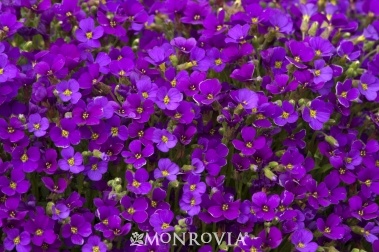 Rokeys Purple Aubrieta (Aubrieta x cultorum Rokeys Purple) – Evergreen groundcover for erosion control on slope to creek. Partial to Full Sun. Needs wet or moist soil. Zones 5-7. Spreading stems 4-6″ tall; 12″ wide. Blooms spring into summer.