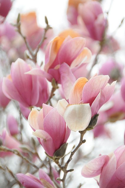 spring!