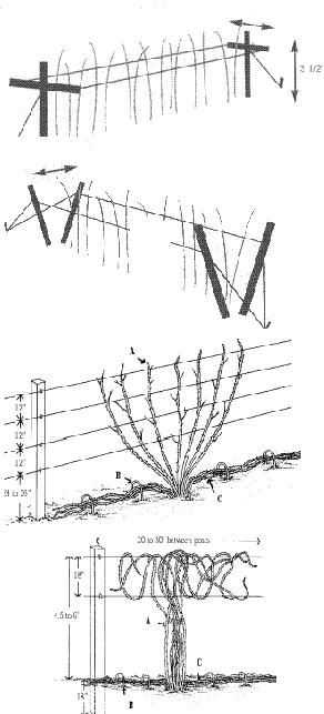 How to grow Raspberries and Blackberries when to prune/transplant/fertilize  very thorough!