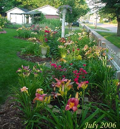 day lily planting