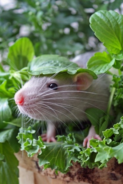 Garden freinds | Gardener Community